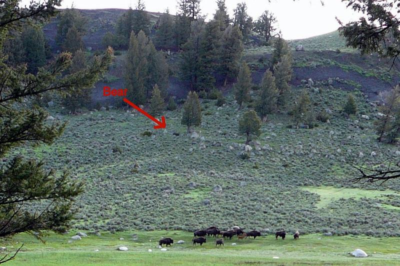 Black bear and bison.jpg - This is the same herd of bison - but now you can see  (with some imagination) the bear up on the hill.